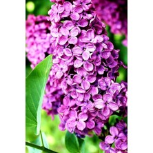 Aesco Nura Botanik Leylak Ağacı Fidanı, 40-80CM, Mor, Tüplü, 1 Adet