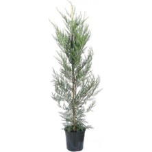 Aesco Gardenbox Leylandi Fidesi Cupressocyparis Leylandii, Dış Mekan Ağacı