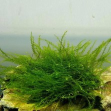Aesco Bubble Moss Cup Canlı Bitki