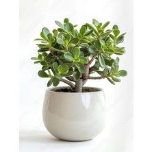 Aesco Nura Botanik Bonsai Formlu Crassula Ovata Para Bereket Ağacı, Canlı Saksıda, Yeşil