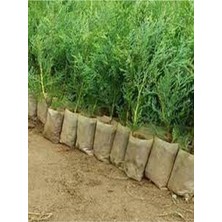 Aesco Nura Botanik Leylandi Bitkisi, 15-20 Cm, Tüplü, Dış Mekan Ağacı, Cupressocyparis