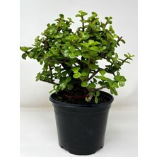Aesco Nura Botanik Para Yeşim Bitkisi, Yenilebilir, 15-30CM, Saksılı