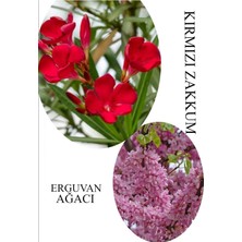 Aesco Gardenbox Kırmızı Zakkum Çiçeği 30-60CM, Pembe Erguvan Ağacı Fidanı 50-70CM, Set