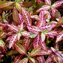 Die Grup Hygrophila Polysperma Rosanervig Kolay Akvaryum Zemin Bitkisi Canlı Akvaryum Bitkisi