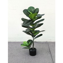 Aesco Nura Botanik Keman Yapraklı Kauçuk Çiçeği Fidanı, 60-80 Cm, Saksılı, Yeşil