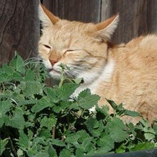 Die Grup 100 Tohumlu Doğal Catnip Kedi Nanesi Tohumu