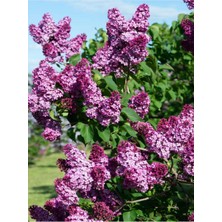 Die Grup Videolu Mis Kokulu Mor Leylak Ağacı Fidanı Tüplü/saksılı 65-90 cm Bahçe Bitkisi (Lilac Tree)