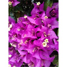 Die Grup Mor Begonvil Çiçeği (80-100 Cm) 1 Adet Saksılı Çiçekli Bahçe Bitkisi Bougainvillea