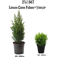 Die Grup Gardenbox 2'li Set Limon Çamı + Şimşir Dış Mekan Bitkisi, 30-50CM ve 30-40CM