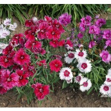 Die Grup Megcito Çin Karanfili Tohumu (Kokulu Çok Çiçekli) Karışık Renkli - 5 Tohum