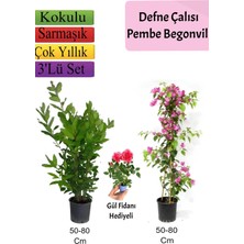 Die Grup Nura Botanik Duranta Çalısı, Pembe Begonvil, Tül Çiçeği Hediyeli, 50-80 Cm, 3'lü Set