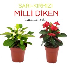Die Grup Gardenbox 2'li Takım Seti Sarı-Kırmızı Milli Dikenler Tacı Çiçeği