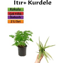 Die Grup Nura Botanik Bahçe Seti Yoğun Kokulu Itır Çiçeği + Kurdele, 5-25 Cm, Saksılı Dış Mekan Bitkileri