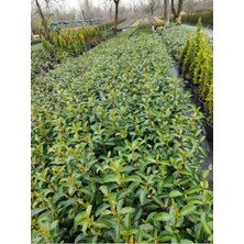 Die Grup Gardenbox Kartopu Viburnum Lucidum 5 Adet 80-100 cm Saksılı Dış Mekan Bahçe Peyzaj Çit Bitkisi