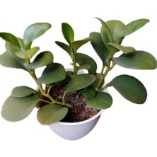 Die Grup Serada Decor & Plant Zümrüt Dalgası Çiçeği Saksılı Sarmaşık Bitki, Peperomia, 10-30 Cm, Çok Renkli
