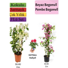 Die Grup Nura Botanik Beyaz Pembe Begonvil, Gül Fidanı Hediyeli, 50-80 cm