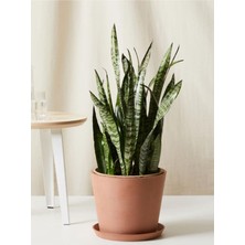 Die Grup Nura Botanik Yeşil Kılıç - Paşa Kılıcı, Dekoratif Salon Bitkisi, 20-40CM, Dolgun Form