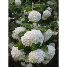 Die Grup Nura Botanik Beyaz Kartopu Bitkisi, Yoğun Çiçekli, 50-60 Cm, 1 Adet Saksılı, Viburnum Opulus