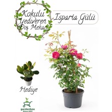 Die Grup Nura Botanik Kokulu Reçellik Isparta Gülü Fidanı, Saksılı, 30-60 Cm, Para Çiçeği Hediyeli