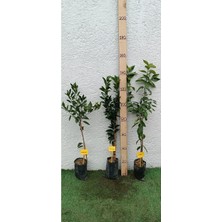 Die Grup Serada Decor & Plant Üçlü Narenciye Paketi, Mandalina-Limon-Portakal, 3 Yaş Tüplü Aşılı Meyveli Fidanlar, 150-200CM