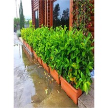 Die Grup Gardenbox Viburnum Lucidum Kartopu Çit Bitkisi, 30-60 Cm, 5 Adet Saksılı Dış Mekan Süs Bitkisi