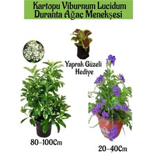 Die Grup Nura Botanik Kartopu Viburnum, Duranta Ağaç Menkşesi, Yaprak Güzeli Hediye Bahçe Bitkisi Seti, Çok Renkli