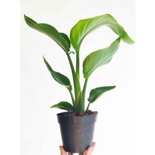 Die Grup Nura Botanik Starliçe Cennet Kuşu Çiçeği, 1 Adet, Saksılı, Mini Boy 15-30CM, Strelitzia