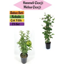 Die Grup Bitkim Sende Mis Kokulu Melisa Fidanı, Kokulu Hanımeli Çiçeği, 40-80 Cm, 2 Adet Kokulu Bahçe Seti