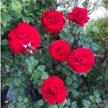 Die Grup Gardenbox Isparta Meyland Kırmızı Kokulu Yediveren Aşılı Gül, 10-15 Cm, Tüplü