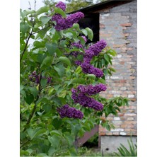 Die Grup Gardenbox Mor Çiçekli Kokulu Leylak Fidanı, 50-80 Cm, 1 Adet Saksılı Dış Mekan Bitkisi, Syringa