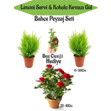 Die Grup Nura Botanik Bahçe Seti, 2 Adet Limon Servi Çamı, 1 Adet Kırmızı Gül, Hediye Buz Çiçeği
