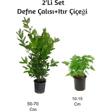 Die Grup Gardenbox Defne Çalısı + Itır Çiçeği 2'li Set, Dış Mekan Bitkisi, Çok Renkli