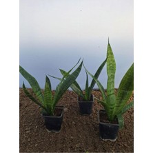 Die Grup Kılıç Çiçeği (20 30 Cm)3 Adet Saksılı Iç Mekan Bitkisi Gladiolus