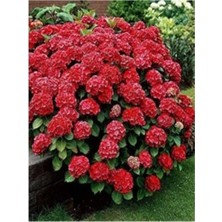 Die Grup Gardenbox 4 Adet Ithal Ortanca Fidanı, Kırmızı-Pembe-Mor-Beyaz, Tüplü, 1. Kalite, 30-50 cm