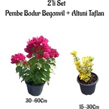 Die Grup Serada Decor & Plant Pembe Bodur Begonvil Çiçeği Fidanı + Altuni Taflan Çit Bitkisi, 2'li Set, Saksılı Bahçe Bitkileri