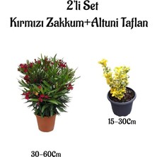 Die Grup Serada Decor & Plant Kırmızı Zakkum Çiçeği Fidanı + Altuni Taflan 2'li Set, Çok Renkli