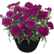 Die Grup Gardenbox Pembe Karanfil, 20-50 Cm, 1 Adet Saksılı Çiçekli Bodur Bitki, Dianthus Caryophyllus
