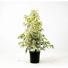 Die Grup Gardenbox Beyaz Alacalı Benjamin Bitkisi, Saksılı, 30-60 Cm, Iç/dış Mekan