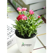Die Grup Gardenbox Pembe Karanfil Çiçeği, 15-25CM Saksılı, Pink Dianthus
