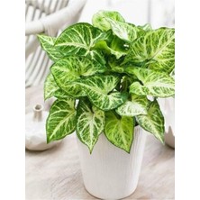 Die Grup Çok Avantajlı Melek Kanadı Xl Iç Mekan Bitkisi (Syngonium Podophyllum 'white Butterfly')