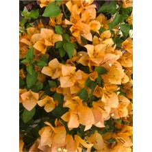 Die Grup Videolu Turuncu Renkli 1 Adet Sarıcılı Begonvil Çiçeği Fidanı 80-120CM Saksılı (Bougainvillea)