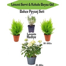 Die Grup Nura Botanik Peyzaj Seti, 2 Adet Limoni Servi + 1 Adet Beyaz Gül Fidanı + Hediye Lavanta