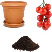 Die Grup Gardenbox Nadir Beşdeli Erkenci Domates 10 Adet Tohumu Ekim Seti, Toprak ve Saksı Içeriği