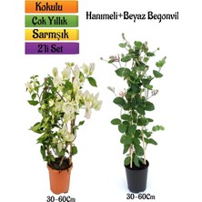 Die Grup Gardenbox Beyaz Begonvil + Hanımeli Çiçeği Fidanı 2'li Bahçe Peyzaj Seti, 30-60 cm