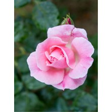 Die Grup Nura Botanik Yediveren Pembe Bodur Gül Fidanı, Saksılı, 30-60 Cm, Bahçe Bitkisi