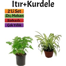 Die Grup Nura Botanik Yoğun Kokulu Itır Çiçeği 10-20 cm + Kurdela 5-10 Cm, 2'li Set, Dış Mekan Bitkisi