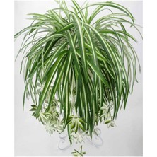 Die Grup Videolu 1 Adet Kurdela Çiçeği Fidanı 40-60CM Saksılı (Ribbon Flower Seedling)