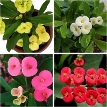 Die Grup Gardenbox 4'lü Karışık Renk Dikenler Tacı Seti, 10-20 cm Tüplü Çiçekli Bodur Bitki, Euphorbia Milii