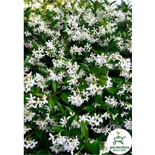 Die Grup Gardenbox Arap Yasemin Çiçeği, Saksılı, 30-60 Cm, Bahçe Çiçeği