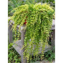 Die Grup Serada Decor & Plant Sarkıcı Dekoratif Salon Ofis Çiçeği, Sarı, 30-40 cm